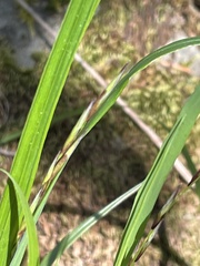 Melica subulata