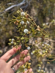 Larrea tridentata