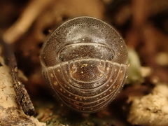 Spherillo