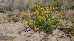 Oncosiphon pilulifer