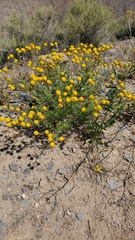 Oncosiphon pilulifer