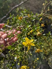 Larrea tridentata