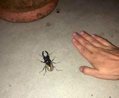 Odontolabis cuvera cuvera