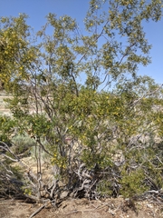 Larrea tridentata