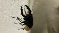 Odontolabis cuvera cuvera