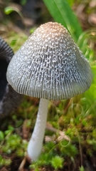 Coprinopsis jonesii