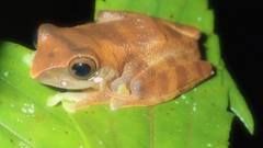 Leptomantis angulirostris