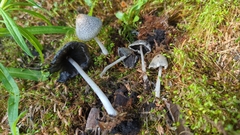 Coprinopsis jonesii