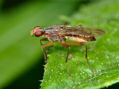 Norellia