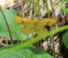 Xanthotype attenuaria