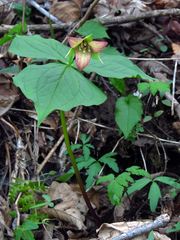 Trillium sulcatum