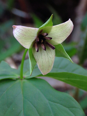 Trillium sulcatum