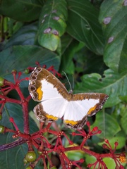 Nymphidium trinidadi