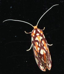 Lactura panopsia