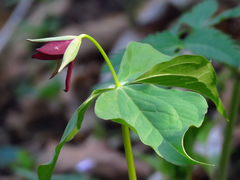Trillium sulcatum