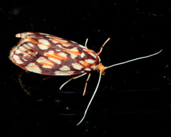 Lactura panopsia