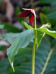 Trillium sulcatum