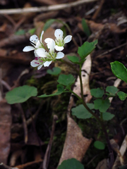 Cardamine flagellifera