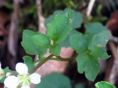 Cardamine flagellifera