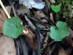 Cardamine flagellifera