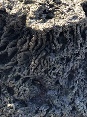 Phragmatopoma caudata