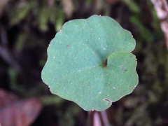 Cardamine flagellifera