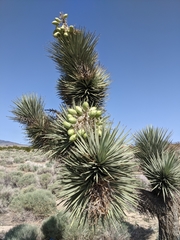 Yucca brevifolia
