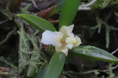 Maxillaria uncata
