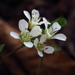 Cardamine flagellifera