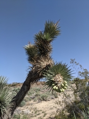 Yucca brevifolia