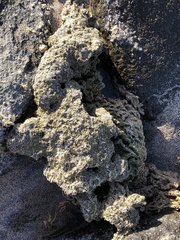 Phragmatopoma caudata