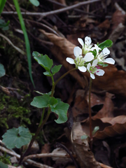 Cardamine flagellifera