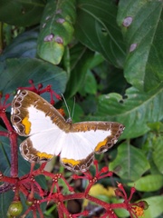 Nymphidium trinidadi