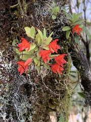 Fernandezia