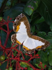 Nymphidium trinidadi