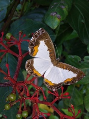 Nymphidium trinidadi