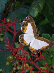Nymphidium trinidadi