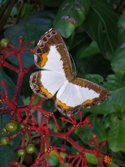 Nymphidium trinidadi