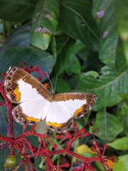Nymphidium trinidadi