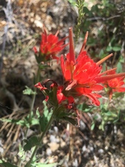 Castilleja applegatei