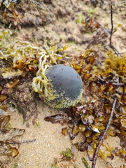 Codium pomoides