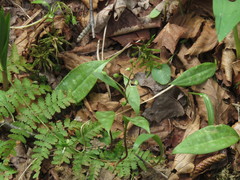 Claytonia caroliniana