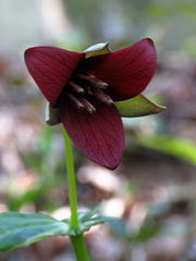 Trillium sulcatum
