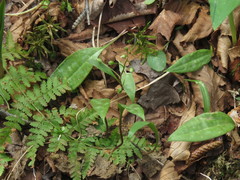 Claytonia caroliniana