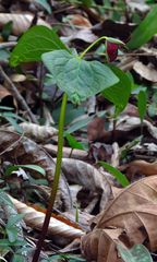 Trillium sulcatum