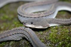 Xenodermus javanicus