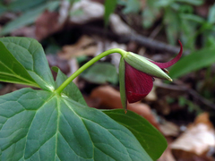 Trillium sulcatum