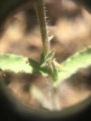 Castilleja applegatei