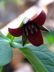 Trillium sulcatum