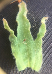 Castilleja applegatei